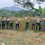Desa Babakankaret Cianjur Laksanakan Panen Raya Jagung Hibrida