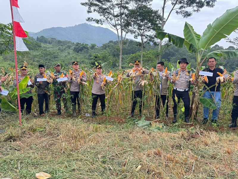 Desa Babakankaret Cianjur Laksanakan Panen Raya Jagung Hibrida