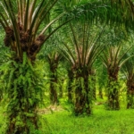 Ilustrasi kebun sawit.