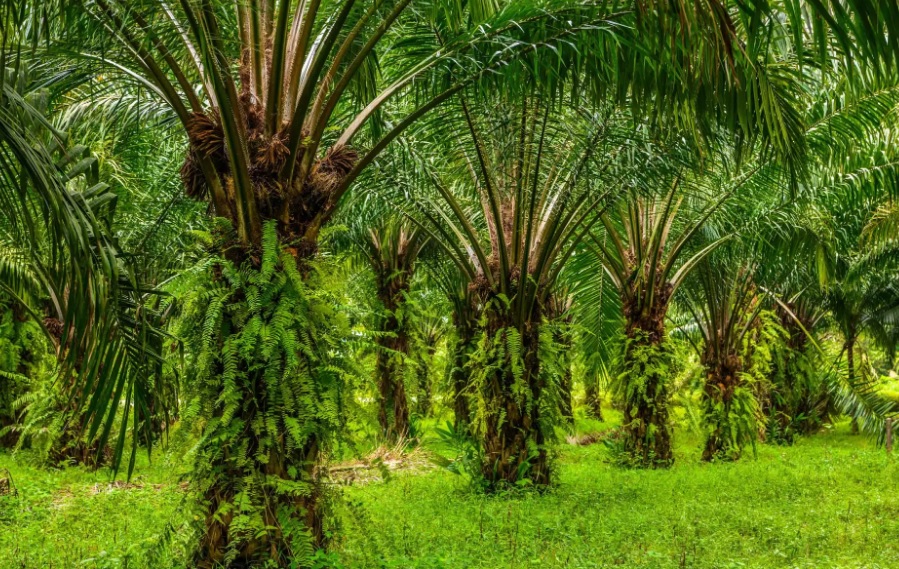 Ilustrasi kebun sawit.