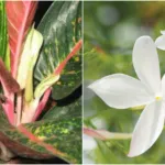 10 Tanaman Hias Pemancar Aura Positif dan Kedamaian di Rumah