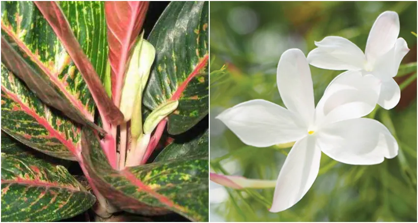 10 Tanaman Hias Pemancar Aura Positif dan Kedamaian di Rumah