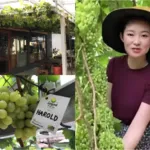 Wisata Estetik Keluarga, Belajar Budidaya dan Pembibitan Anggur di Jagad Farm Binjai Utara