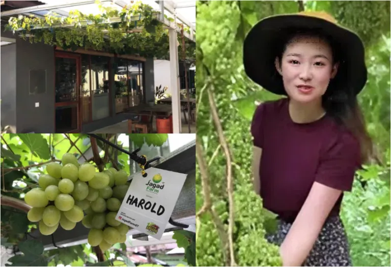 Wisata Estetik Keluarga, Belajar Budidaya dan Pembibitan Anggur di Jagad Farm Binjai Utara