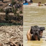 7 Perusahaan Mengadu Ke DPR, Kemenhut Buka Suara Tentang Pencabutan Izin Pascabanjir Sumatra