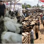 Prakiraan Harga Kurban 2026 dan Tips Berkurban