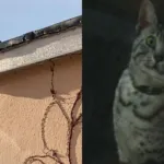 7 Kiat Efektif Mengusir Kucing Tetangga Yang Nongkrong dan Berak Sembarangan Dengan Santun di Halaman Rumah