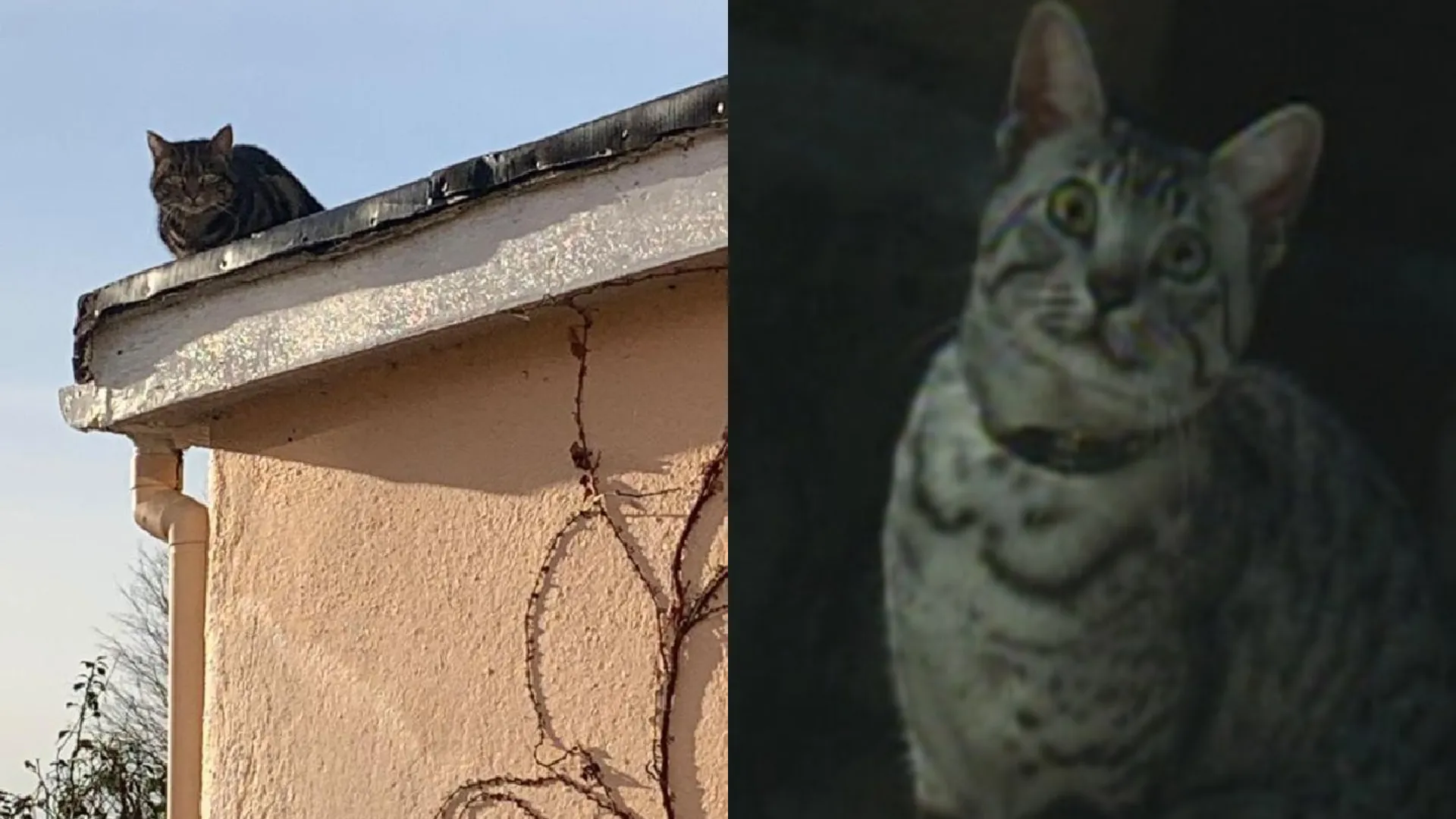 7 Kiat Efektif Mengusir Kucing Tetangga Yang Nongkrong dan Berak Sembarangan Dengan Santun di Halaman Rumah