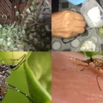 cara menguisr nyamuk dengan bahan sederhana