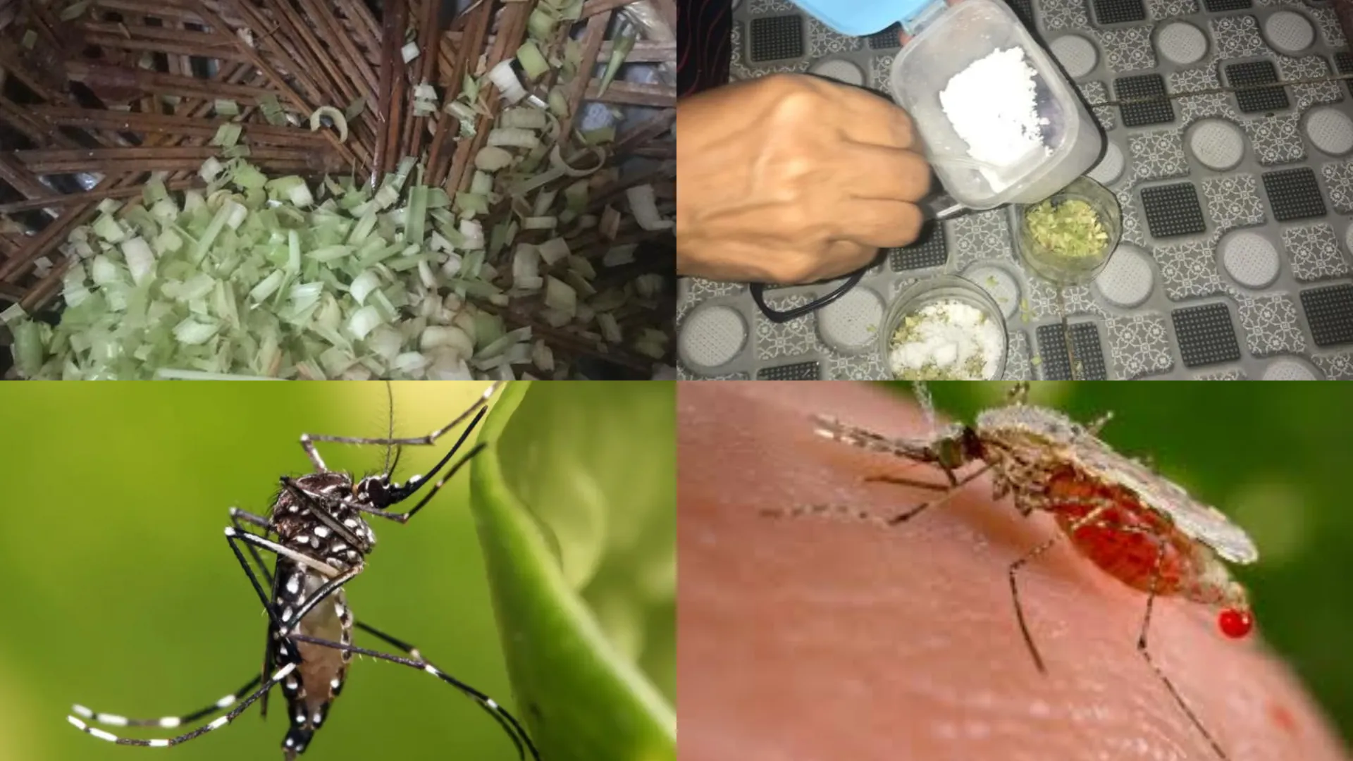 cara menguisr nyamuk dengan bahan sederhana