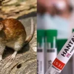 Kemenkes RI Catat 23 Kasus Hantavirus di Indonesia