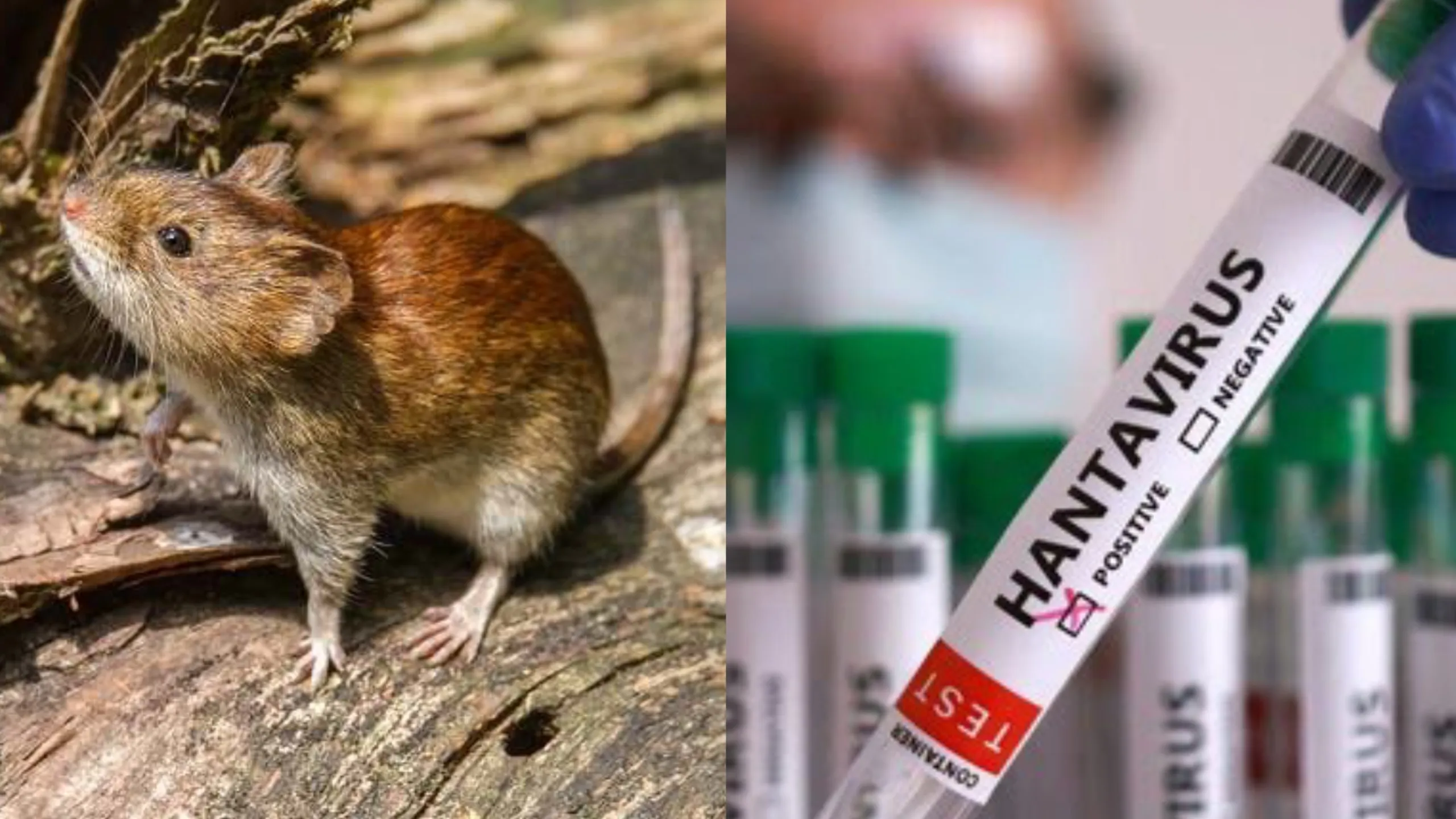 Kemenkes RI Catat 23 Kasus Hantavirus di Indonesia