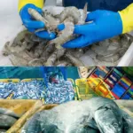 Ekspor Ikan Jebol Hingga Rp100 Triliun, Kepiting dan Udang Jadi Primadona Kekayaan Maritim Indonesia
