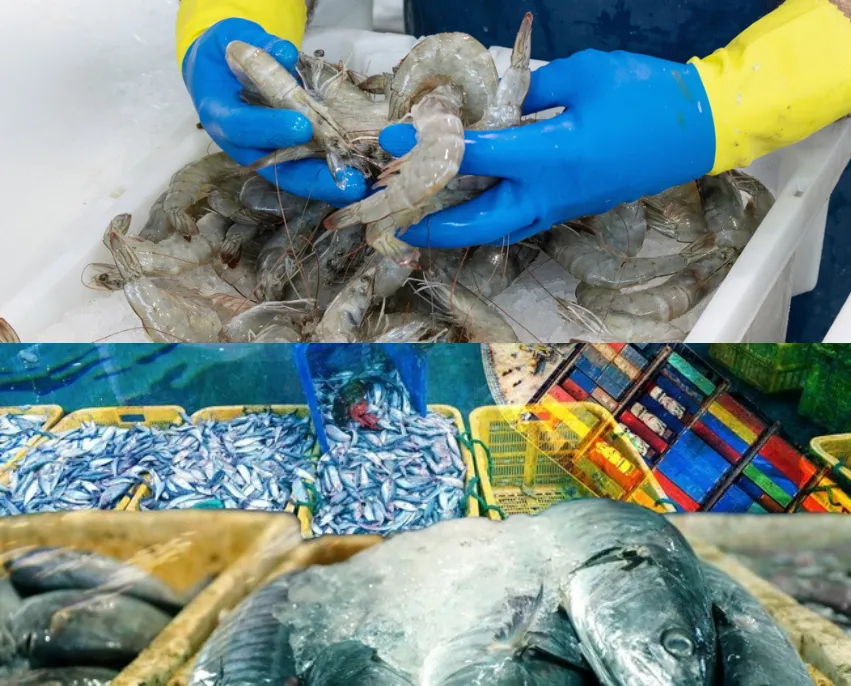 Ekspor Ikan Jebol Hingga Rp100 Triliun, Kepiting dan Udang Jadi Primadona Kekayaan Maritim Indonesia