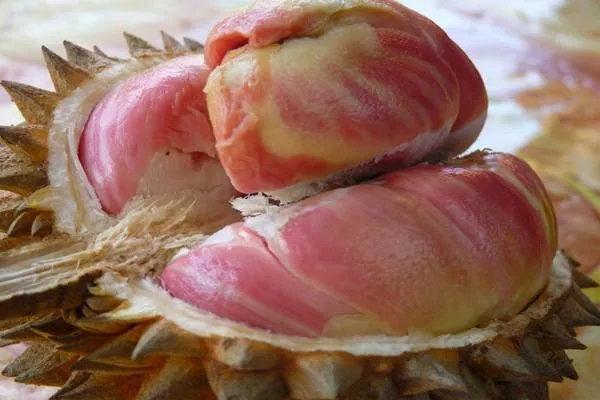 Durian Pelangi, Si Eksotis Kaya Manfaat Bagi Tubuh