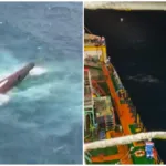 Fakta Lengkap Peristiwa Kapal Virgo Terbalik di Perairan Laut Jawa