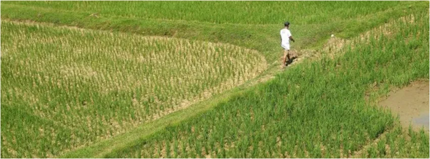 Manfaatkan Lahan Rawa 4.720 Hektare, Aceh Jaya Perkuat Ketahanan Pangan Daerah