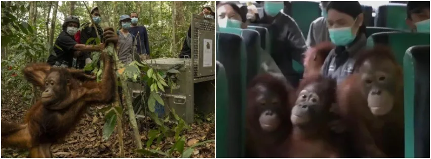 Evakuasi Dampak Karhutla, 8 Orang Utan di Kalbar Direlokasi ke Hutan Lindung